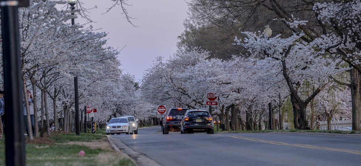 The Cherry Blossom Festival