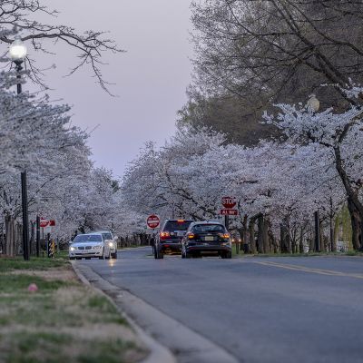 The Cherry Blossom Festival